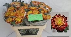 Chrysanth Single Fuego 75cm 110gr.