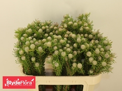 Leucadendron Spray Ayoba Jade Pearl 70cm Spray