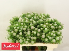 Leucadendron Spray Ayoba Jade Pearl 50cm Spray