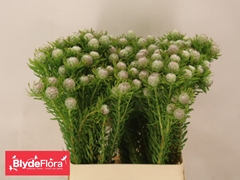Leucadendron Spray Ayoba Jade Pearl 60cm Spray