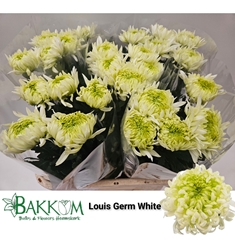 Chrysanth Single Louis Germ White 80cm 115gr.