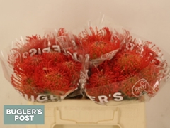 Leucospermum Succession 30cm