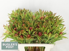 Leucadendron Ayoba Cherry Pearl 60cm