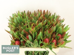 Leucadendron Ayoba African Sky 50cm