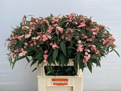 Euphorbia Fulgens Spray Pink Baron 80cm 15cm Hd