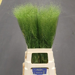 Panicum Fontaine 70cm