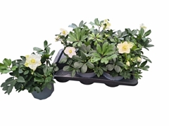 Helleborus Christmas Carol 17Ø 27cm