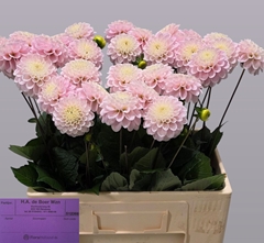 Dahlia Wizard Of Oz 55cm
