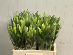 Lily Oriental Starfighter 60cm 1+