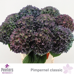 Hydrangea Pimpernel Classic 80cm 21-23cm Hd