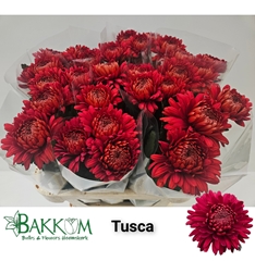 Chrysanth Single Tusca 80cm 90gr.