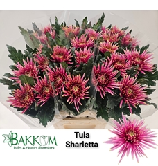 Chrysanth Single Tula Sharletta 80cm 90gr.