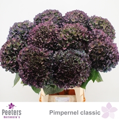 Hydrangea Pimpernel Classic 100cm 23-25cm Hd