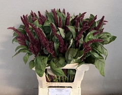 Amaranthus Hypochondriacus Pygmy Torch 65cm