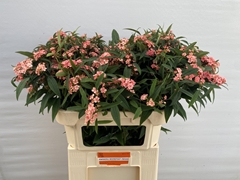 Euphorbia Fulgens Spray Pink Baron 70cm 10cm Hd