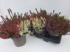 Calluna Garden Girls Trio Girls 19Ø 35cm