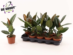 Ficus Robusta 12Ø 40cm