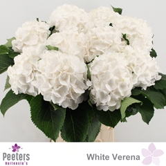 Hydrangea White Verena 65cm 16-18cm Hd