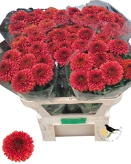 Chrysanth Single Paladov Dark 75cm 50gr.