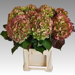 Hydrangea Verena Classic 80cm 21-23cm Hd