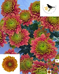 Chrysanth Spray Tropicana 75cm 90gr.