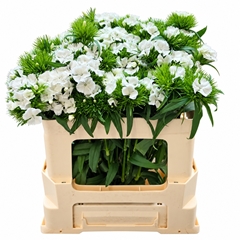 Dianthus Barb Sweet Will White 50cm