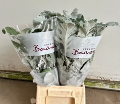 Senecio Candidans Angel Wings 45cm