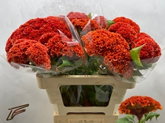 Celosia Extreme Orange 56cm