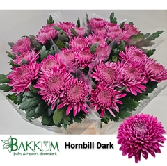 Chrysanth Single Hornbill Dark 80cm 110gr.