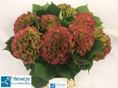 Hydrangea Elbtal Classic 60cm 17-19cm Hd