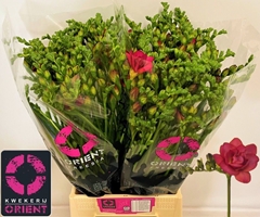 Freesia Double Expression 50cm 25gr.