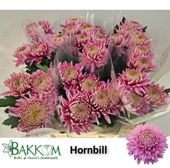Chrysanth Single Hornbill 70cm 85gr.