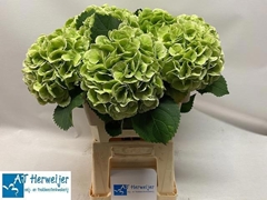 Hydrangea Royal Princess 60cm 18-20cm Hd