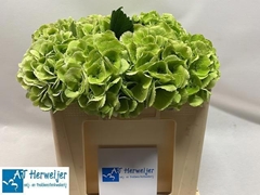 Hydrangea Royal Princess 50cm 15-17cm Hd