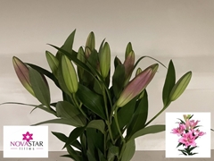 Lily Oriental Dorcey 70cm 1+