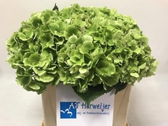 Hydrangea Royal Princess 40cm 12-14cm Hd