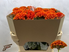 Celosia Indian Summer 72cm
