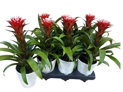 Guzmania Hope 12Ø 45cm
