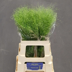 Panicum Fontaine 60cm