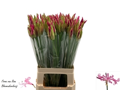 Nerine Ras Van Roon 70cm