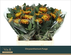Chrysanth Single Fuego 60cm 70gr.
