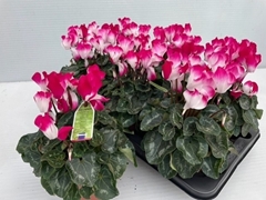 Cyclamen Midi Indiaka 13Ø 30cm