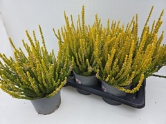 Callu Gg Zia 17Ø 35cm