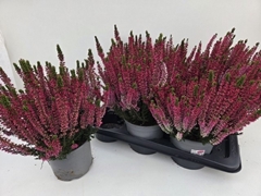 Callu Gg Amina 17Ø 38cm