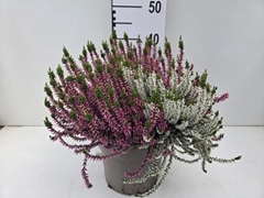 Calluna Garden Girls Twin Girls 24Ø 40cm