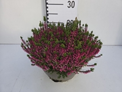 Callu Gg Tamira 23Ø 20cm