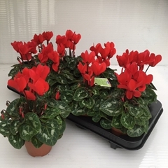 Cyclamen Super Serie Allure 10Ø 27cm