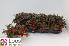 Gaultheria Ciao Bella Red 12Ø 25cm