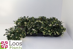 Gaultheria Ciao Bella White 12Ø 20cm