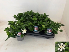 Gardenia 13Ø 24cm